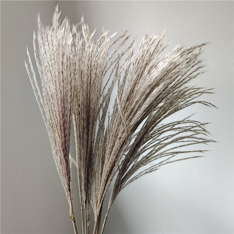 Getrocknete Pampas-Blumen, Pampas-Gras-Dekor (ohne Vase) 30er Set - Unique Outlet